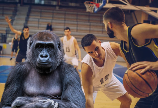 Gorillas in the missed